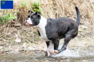 Read more about the article Continental Bulldog breeders and puppies in Nevada