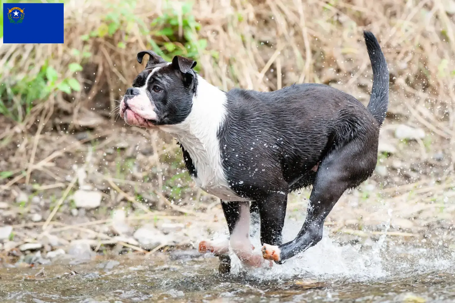 Continental Bulldog puppies and breeders Nevada Find Continental Bulldogs breeders in Nevada.