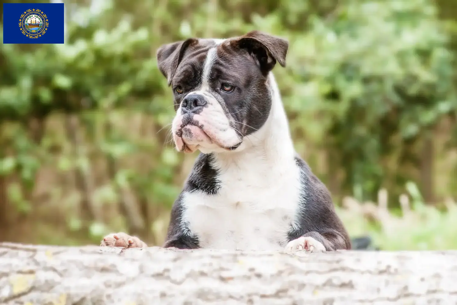 Continental Bulldog puppies and breeders New Hampshire Find Continental Bulldogs breeders in New Hampshire.