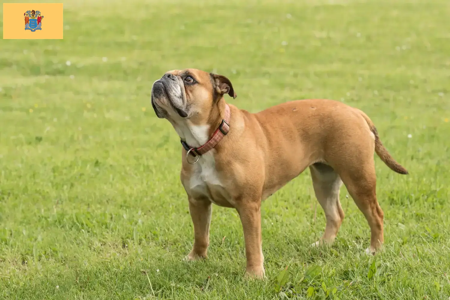 Continental Bulldog puppies and breeders New Jersey Find Continental Bulldogs breeders in New Jersey.