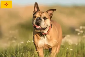 Read more about the article Continental Bulldog breeders and puppies in New Mexico