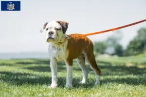 Read more about the article Continental Bulldog breeders and puppies in New York