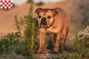 Read more about the article Continental Bulldog breeders and puppies in North Brabant