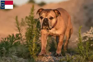 Read more about the article Continental Bulldog breeders and puppies in North Carolina
