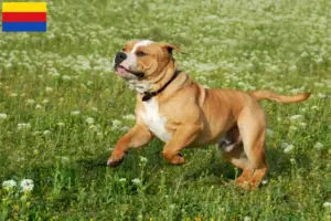 Read more about the article Continental Bulldog breeders and puppies in North Holland