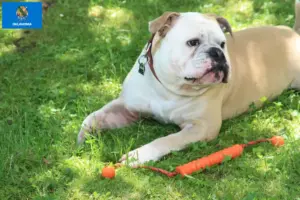 Read more about the article Continental Bulldog breeders and puppies in Oklahoma