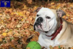 Read more about the article Continental Bulldog breeders and puppies in Oregon