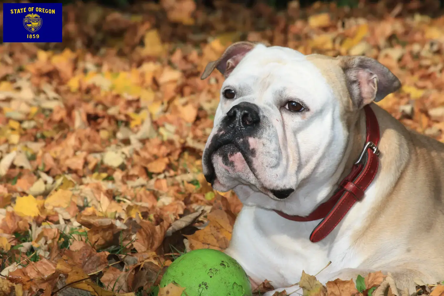 Continental Bulldog puppies and breeders Oregon Find Continental Bulldogs breeders in Oregon.