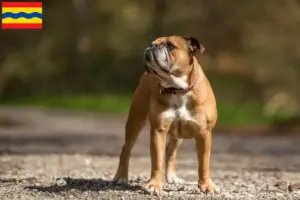 Read more about the article Continental Bulldog breeders and puppies in Overijssel