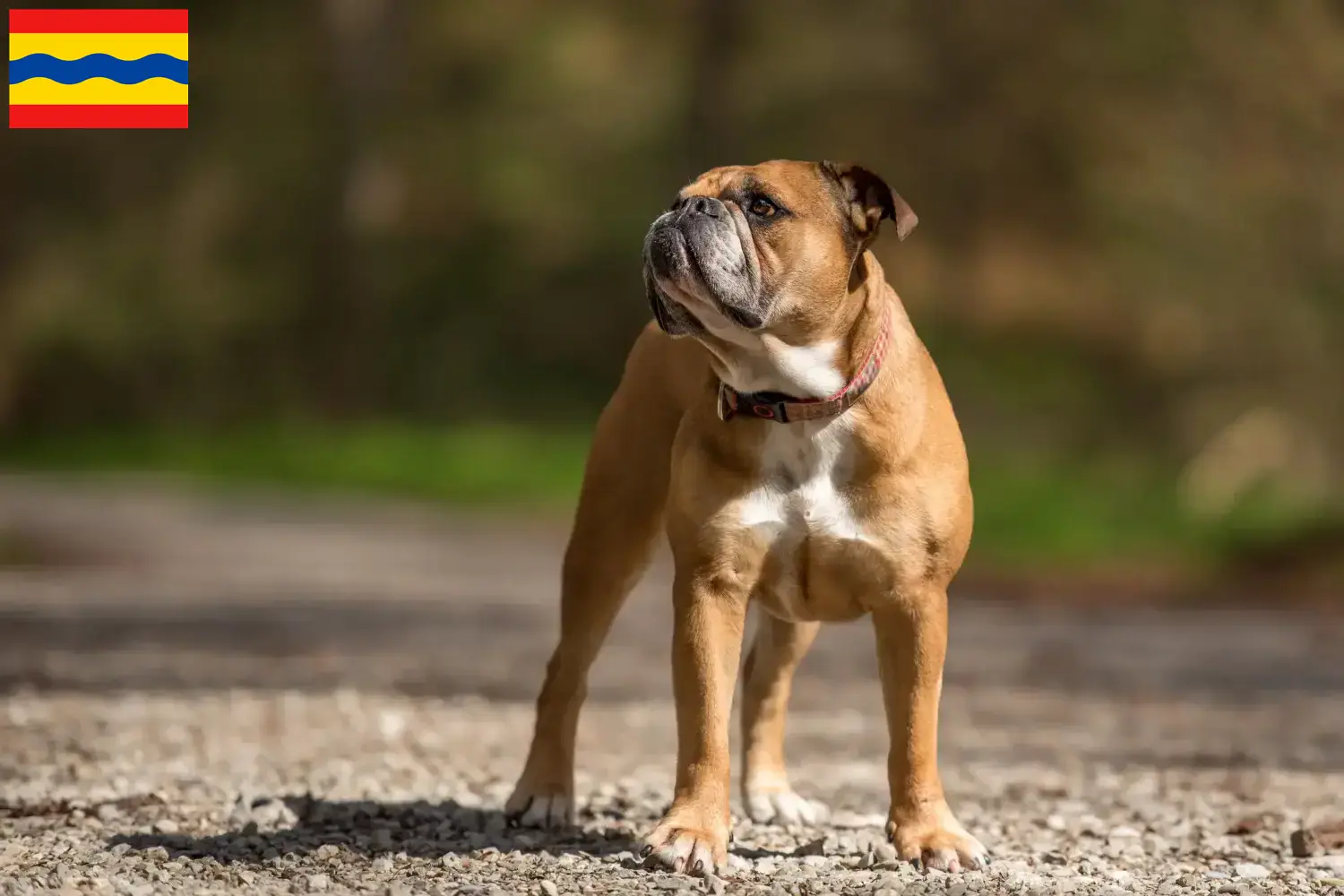 Continental Bulldog puppies and breeders Overijssel Find Continental Bulldogs breeders in Overijssel.