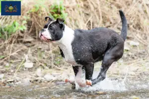 Read more about the article Continental Bulldog breeders and puppies in Pennsylvania