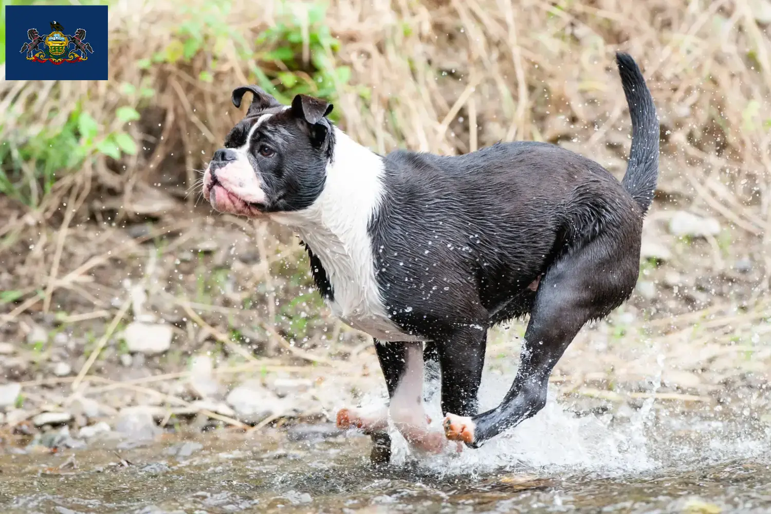 Continental Bulldog puppies and breeders Pennsylvania Find Continental Bulldogs breeders in Pennsylvania.