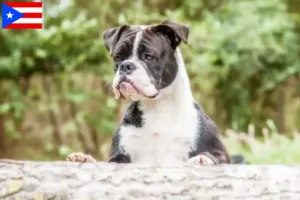 Read more about the article Continental Bulldog breeders and puppies in Puerto Rico