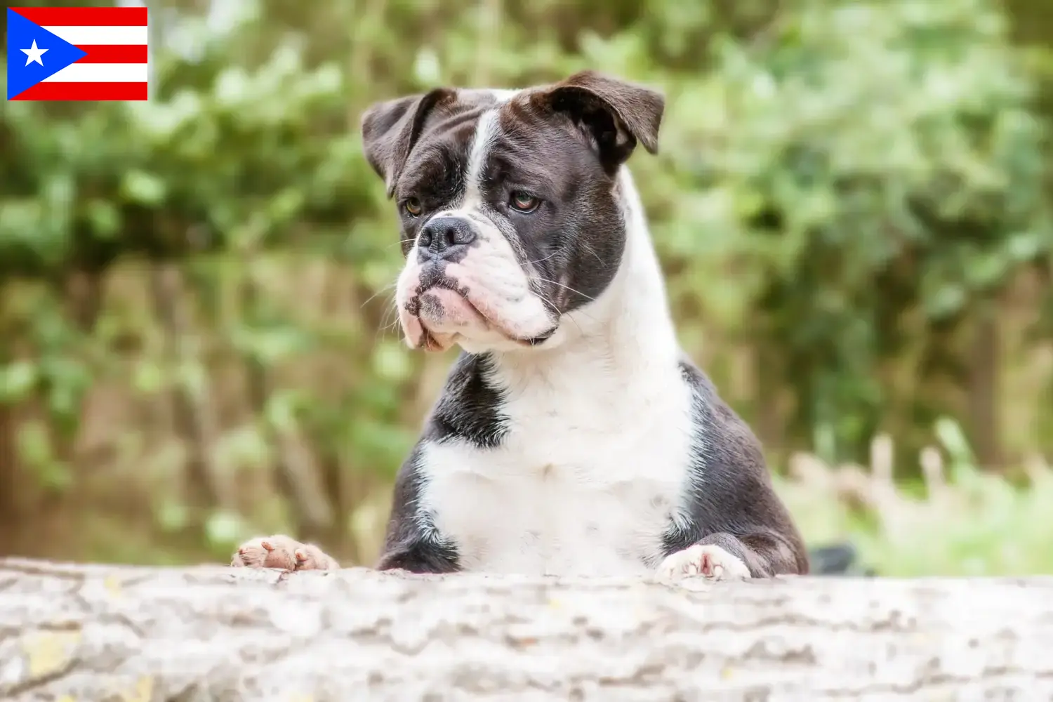 Continental Bulldog puppies and breeders Puerto Rico Find Continental Bulldogs breeders in Puerto Rico.