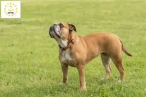 Read more about the article Continental Bulldog breeders and puppies in Rhode Island
