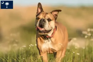 Read more about the article Continental Bulldog breeders and puppies in South Carolina