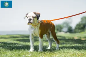 Read more about the article Continental Bulldog breeders and puppies in South Dakota