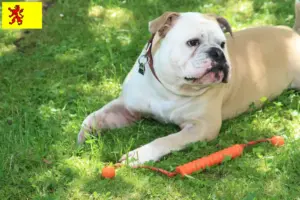 Read more about the article Continental Bulldog breeders and puppies in South Holland