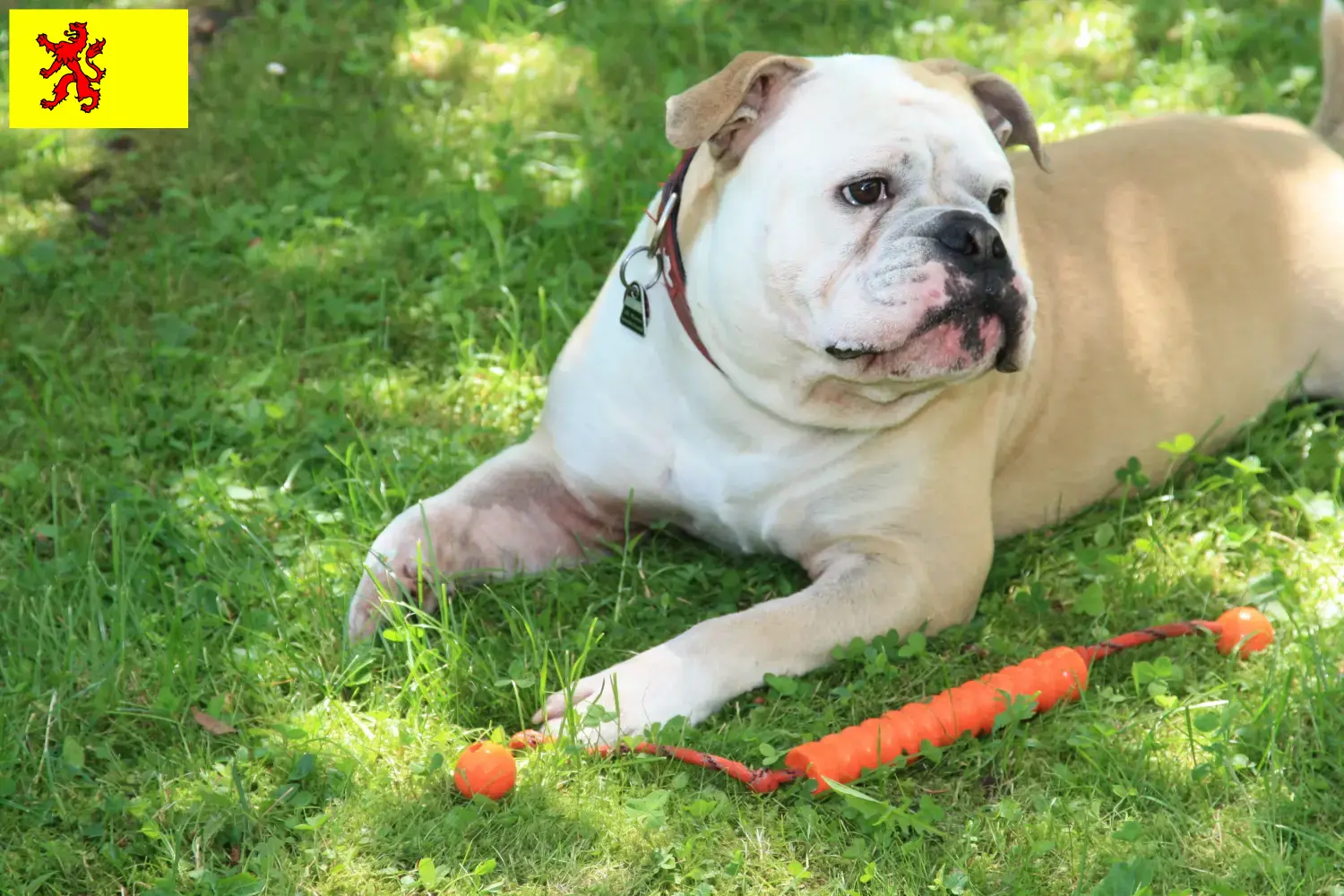 Read more about the article Continental Bulldog breeders and puppies in South Holland