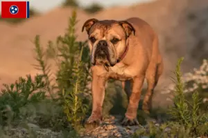 Read more about the article Continental Bulldog breeders and puppies in Tennessee