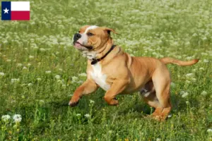 Read more about the article Continental Bulldog breeders and puppies in Texas