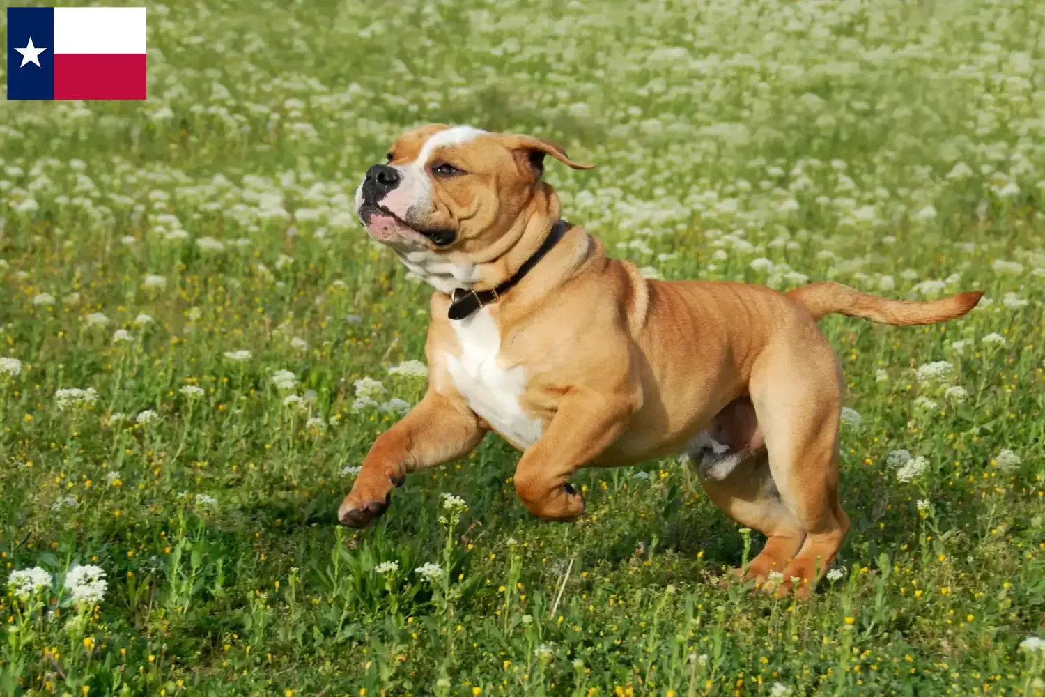Continental Bulldog puppies and breeders Texas Find Continental Bulldogs breeders in Texas.