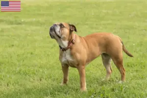 Read more about the article Continental Bulldog breeders and puppies in the USA