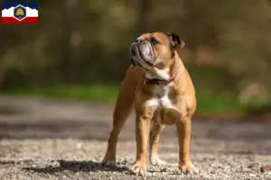 Read more about the article Continental Bulldog breeders and puppies in Utah