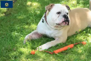 Read more about the article Continental Bulldog breeders and puppies in Vermont