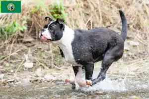 Read more about the article Continental Bulldog breeders and puppies in Washington