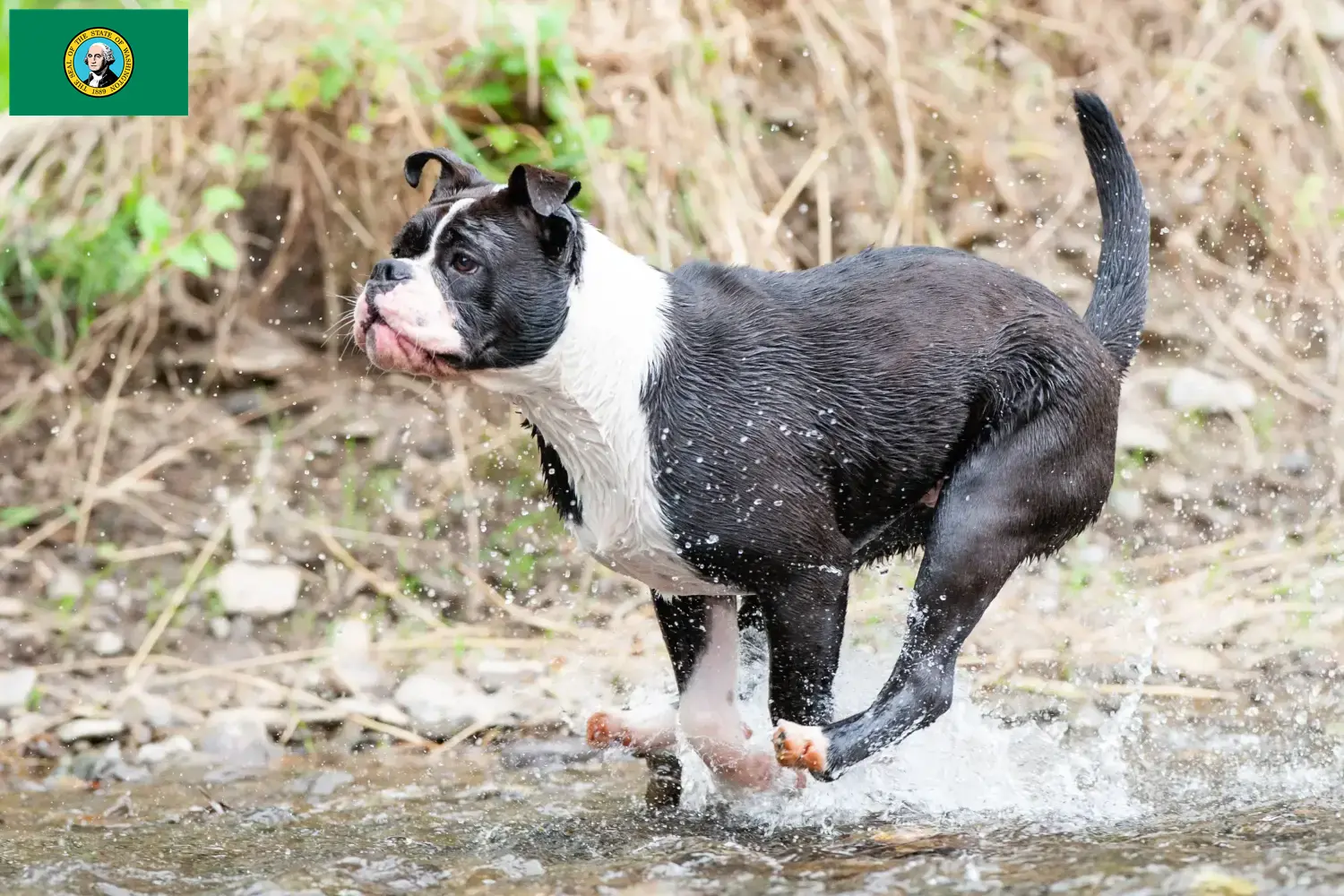 Read more about the article Continental Bulldog breeders and puppies in Washington