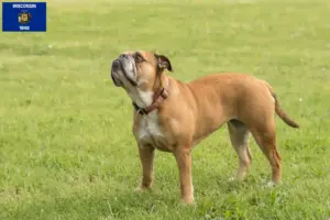 Read more about the article Continental Bulldog breeders and puppies in Wisconsin