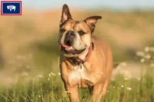 Read more about the article Continental Bulldog breeders and puppies in Wyoming