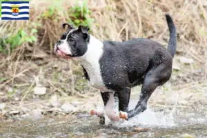 Read more about the article Continental Bulldog breeders and puppies in Zeeland