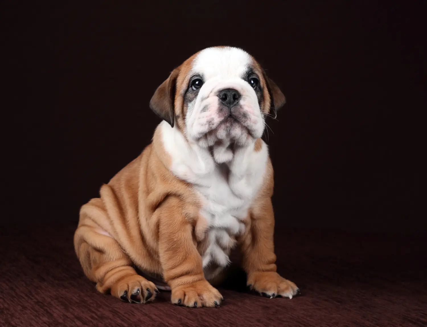 Buying a Continental Bulldog puppy means taking responsibility! Buy Continental Bulldog puppies.