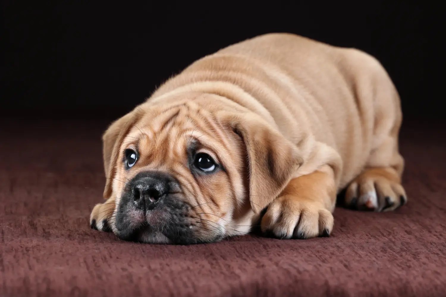 Buying a Continental Bulldog puppy means taking responsibility! Buy Continental Bulldog puppies.