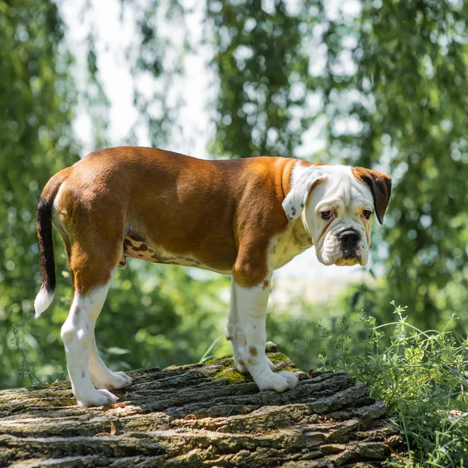 Buying a Continental Bulldog puppy means taking responsibility! Buy Continental Bulldog puppies.