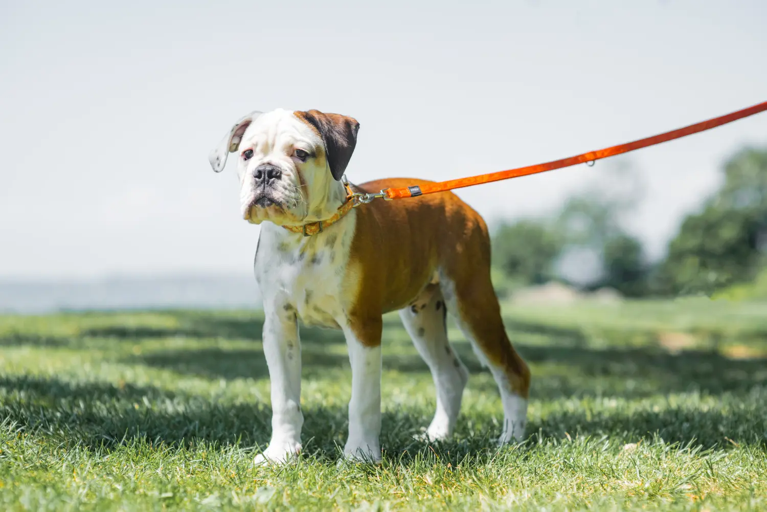Buying a Continental Bulldog puppy means taking responsibility! Buy Continental Bulldog puppies.