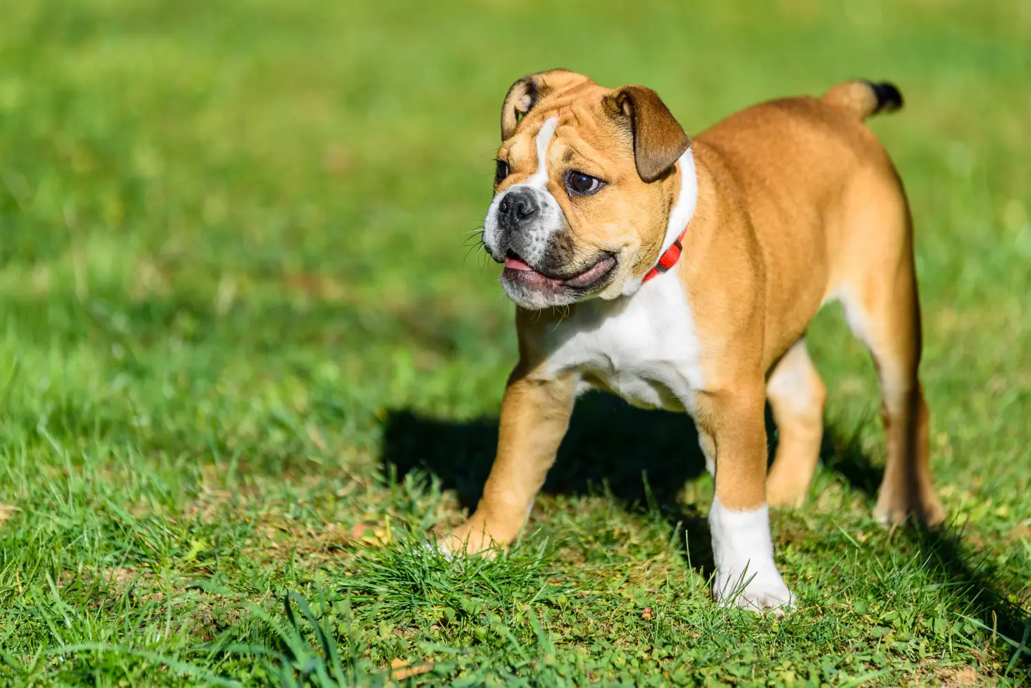 Buying a Continental Bulldog puppy means taking responsibility! Buy Continental Bulldog puppies.
