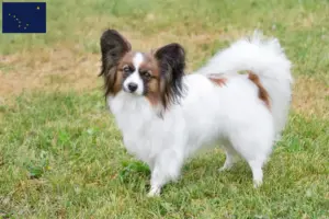 Read more about the article Continental Miniature Spaniel Breeder and Puppies in Alaska