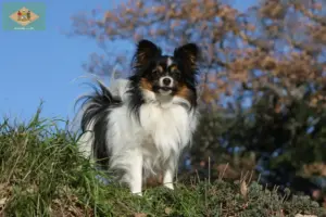 Read more about the article Continental Miniature Spaniel Breeder and Puppies in Delaware