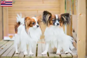 Read more about the article Continental Dwarf Spaniel Breeder and Puppies in Hawaii