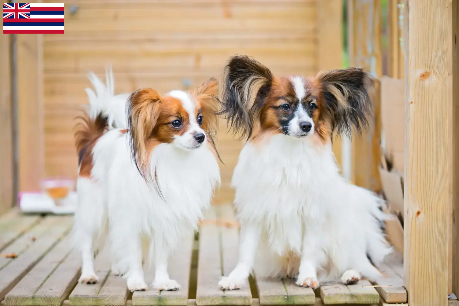 Continental Miniature Spaniel puppies and breeders Hawaii Find here Continental Dwarf Spaniels breeders in Hawaii.