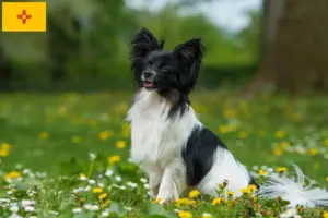 Read more about the article Continental Miniature Spaniel Breeder and Puppies in New Mexico