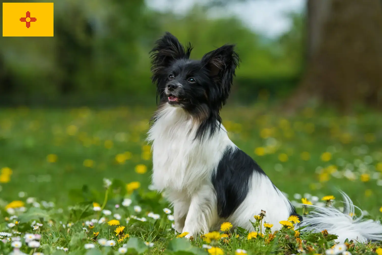 Read more about the article Continental Miniature Spaniel Breeder and Puppies in New Mexico