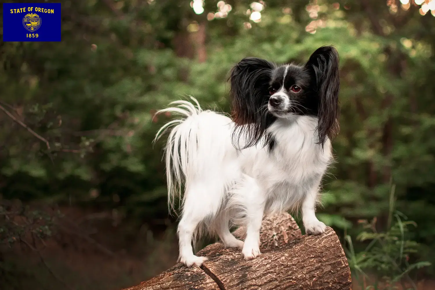 Continental Miniature Spaniel puppies and breeder Oregon Find Continental Dwarf Spaniels breeders in Oregon.