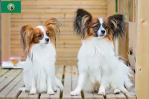 Read more about the article Continental Miniature Spaniel Breeder and Puppies in Washington
