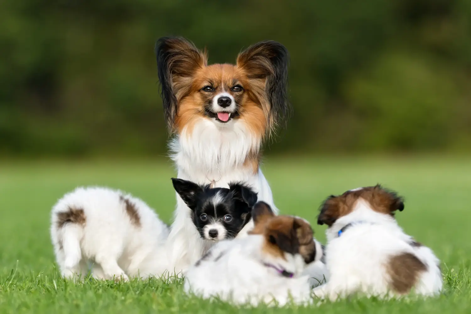 Buying a Continental Miniature Spaniel puppy means taking responsibility! Buy Continental Miniature Spaniel puppies.