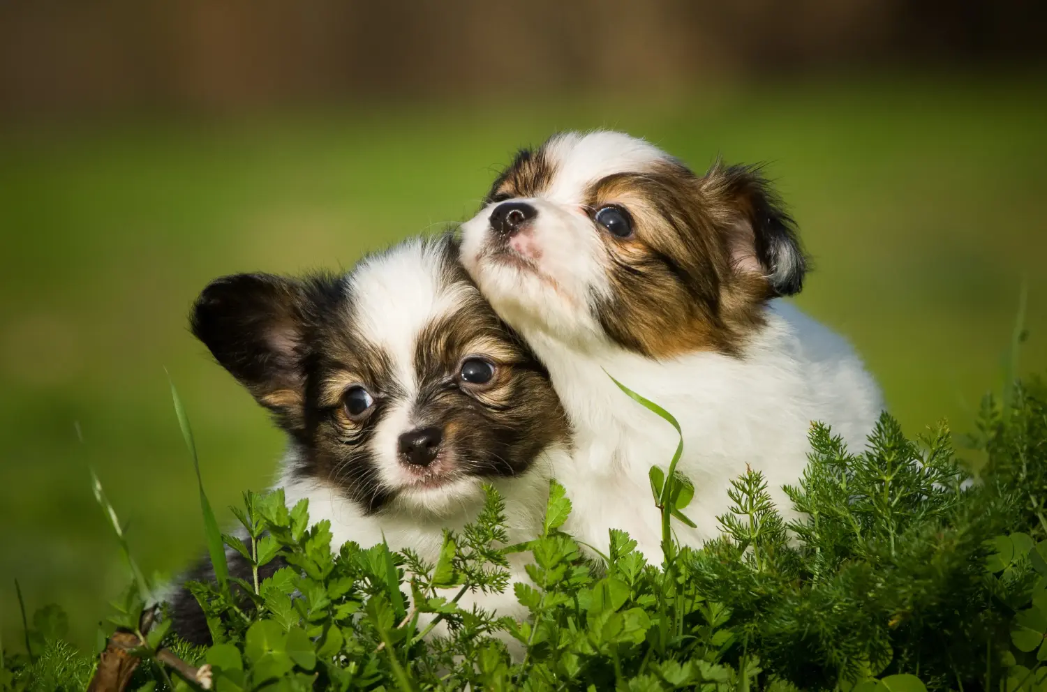 Buying a Continental Miniature Spaniel puppy means taking responsibility! Buy Continental Miniature Spaniel puppies.