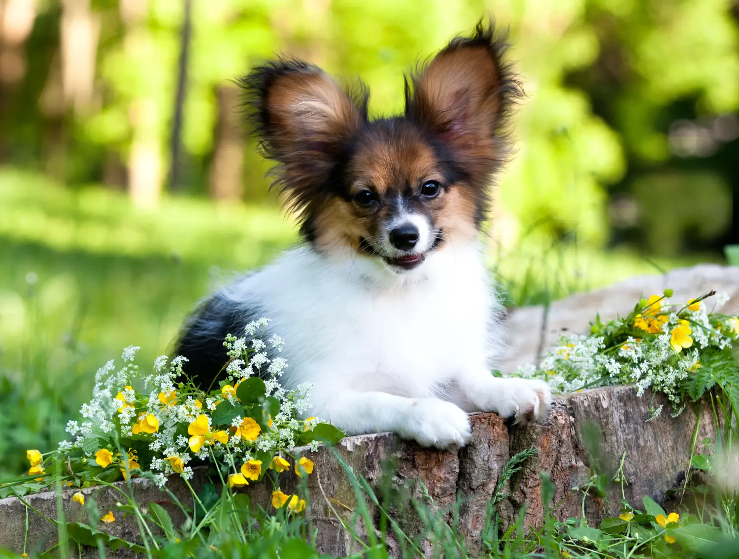 Buying a Continental Miniature Spaniel puppy means taking responsibility! Buy Continental Miniature Spaniel puppies.